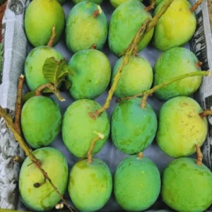 Gobindovogh-গোবিন্দোভোগ
