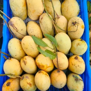 Katimon-কাটিমন