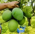 Mango BD