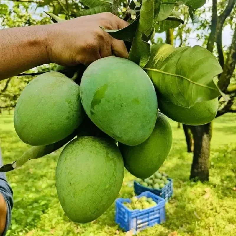 Mango BD
